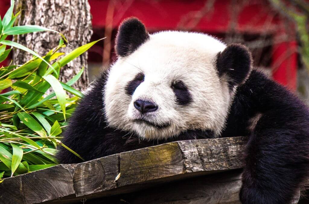 panda, chiny, blog