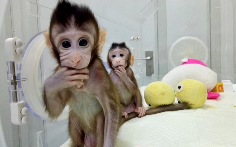 Naukowcy sklonowali małpki