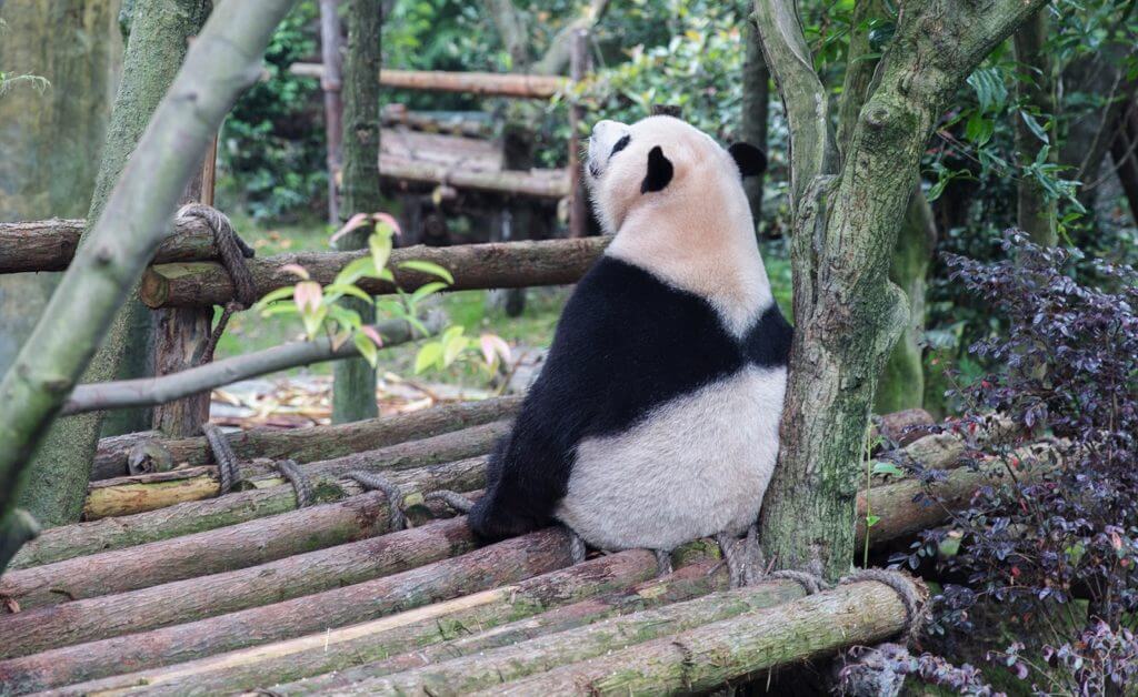 Chiny to Lubię, blog, panda
