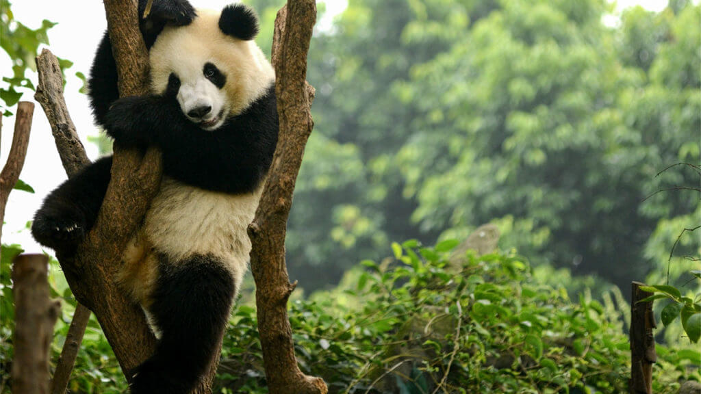 10 ciekawostek o pandach