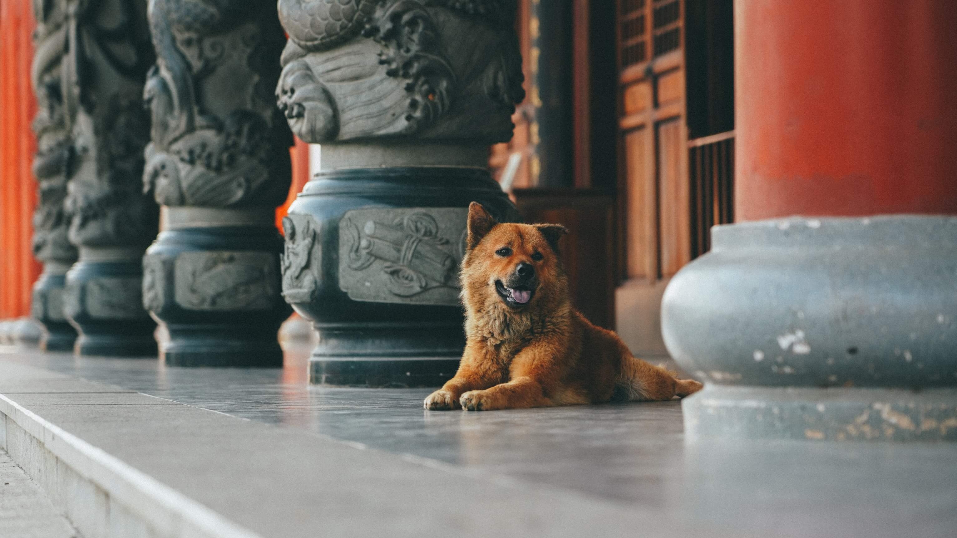 Chińskie rasy psów, które skradną Twoje serce TOP 10 - chinytolubie.pl