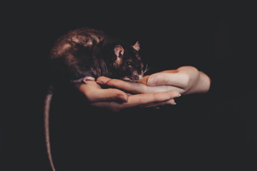 rok szczura, chiński nowy rok